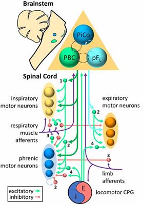 Role of Propriospinal Neurons in Control of Respiratory Muscles and Recovery of Breathing Following Injury